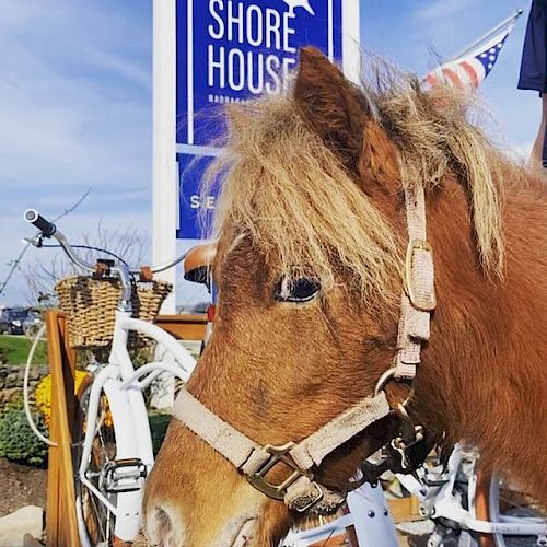 The Shore House