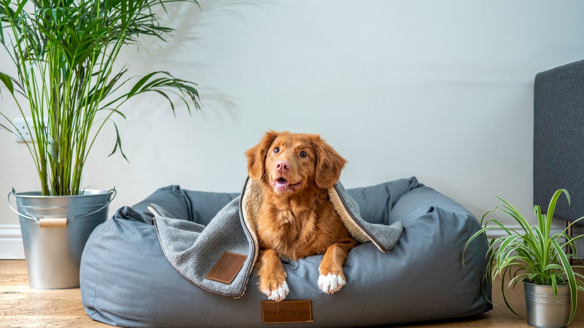 A dog sits on a comfy gray pet bed with a blanket, surrounded by potted plants on a wooden floor, creating a cozy indoor setting.