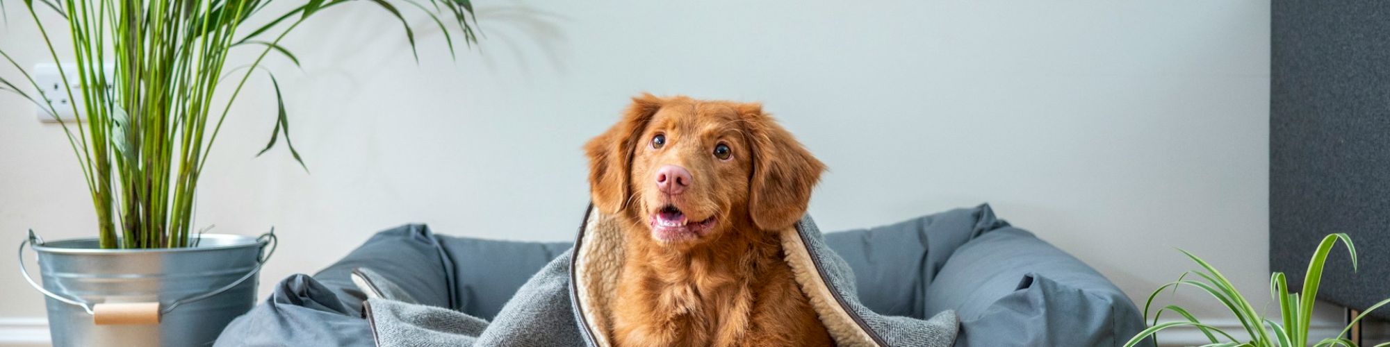 A dog sits on a comfy gray pet bed with a blanket, surrounded by potted plants on a wooden floor, creating a cozy indoor setting.