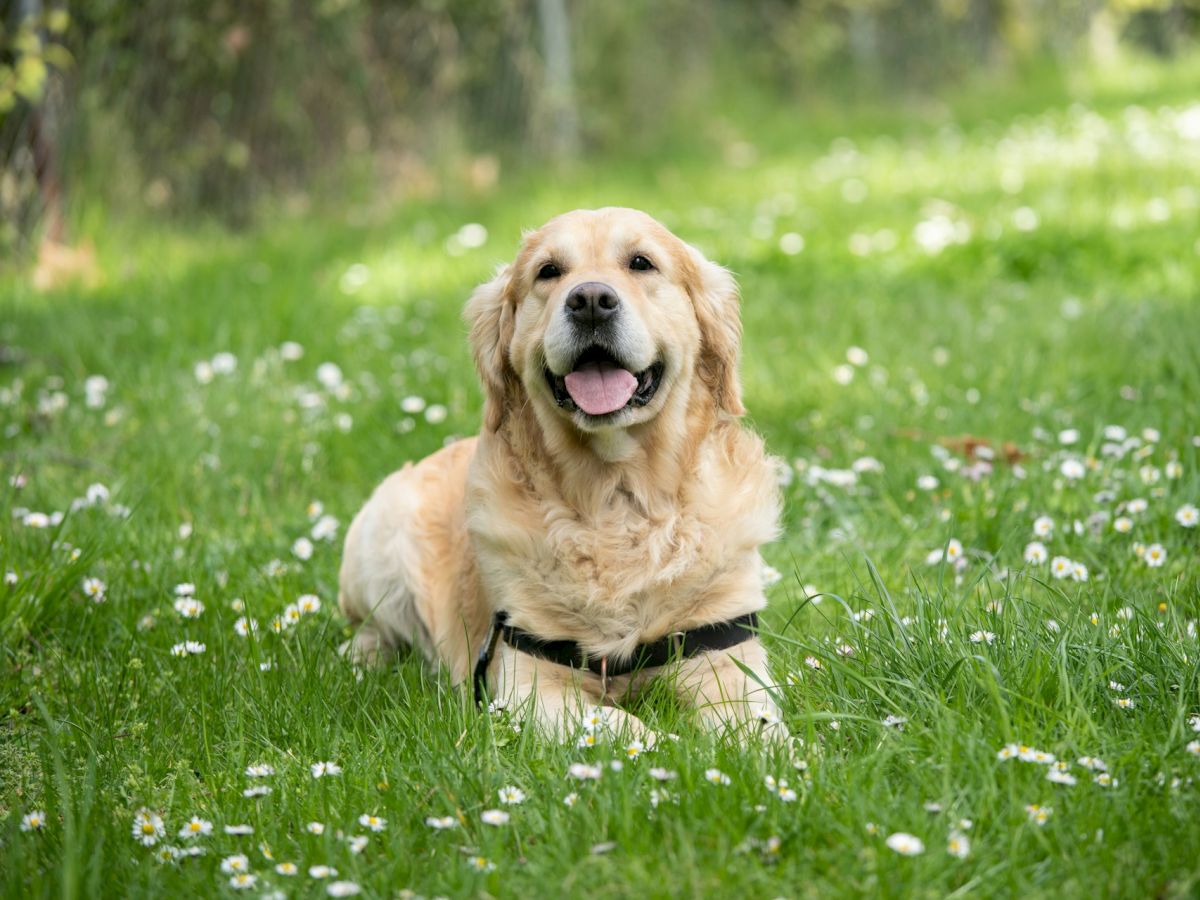 A smiling Golden Retriever lies happily in a field of green grass, surrounded by small white flowers, enjoying a sunny day.