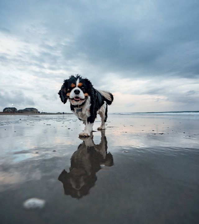 A fluffy Bernese mountain dog trots on a quiet beach, reflected in the wet sand beneath a cloudy sky.