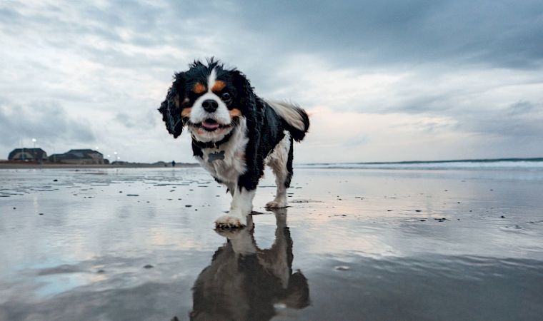 A fluffy Bernese mountain dog trots on a quiet beach, reflected in the wet sand beneath a cloudy sky.